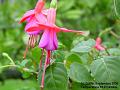 2006-0930fuschias